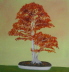 Bonsai rot